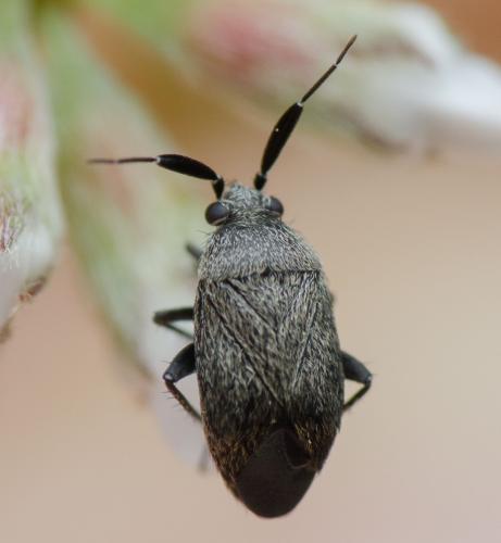 Réf. 302 052 : Heterocapillus tigripes